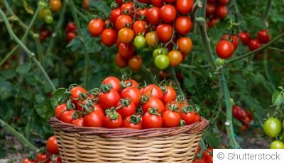 Maximiser votre récolte de tomates : techniques avancées