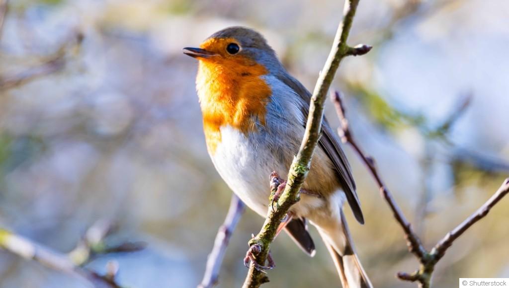Les oiseaux du jardin en hiver : comment les attirer et les nourrir