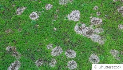 Réparer et entretenir votre pelouse en hiver : les étapes essentielles