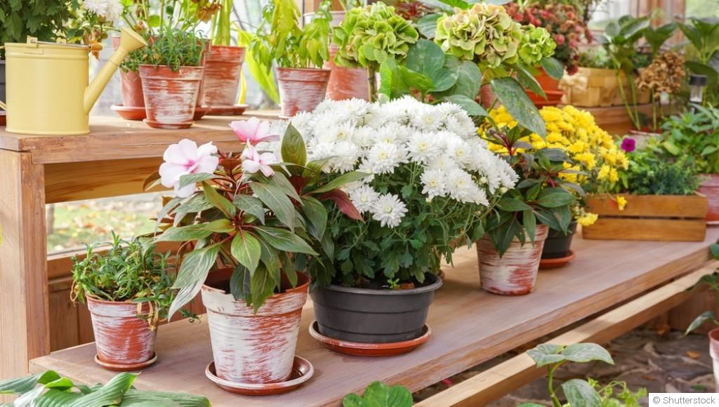 Les fleurs à semer sous abri en hiver pour un jardin fleuri au printemps