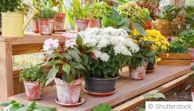 Les fleurs à semer sous abri en hiver pour un jardin fleuri au printemps