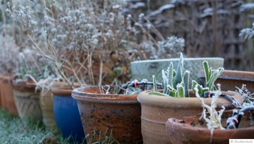 Comment protéger vos plantes en pot en hiver : astuces et techniques