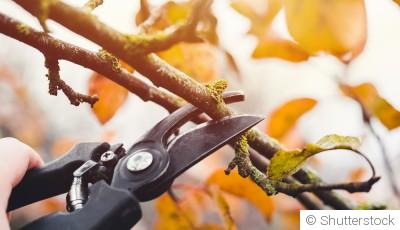 Les meilleurs conseils pour tailler les arbres et arbustes en hiver