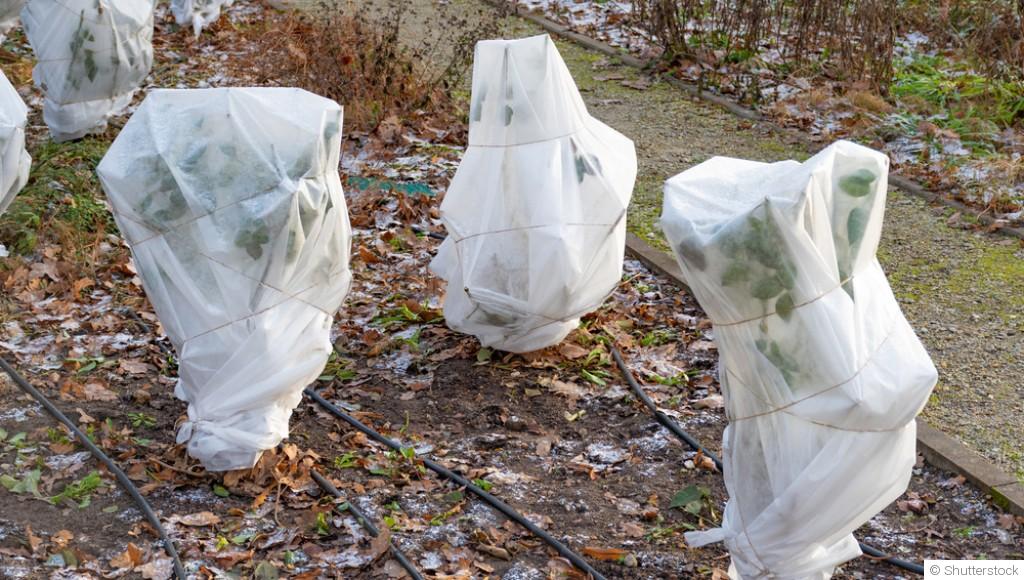 Bien choisir et installer un voile d’hivernage pour protéger ses plantes