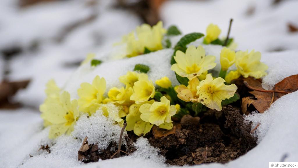 Les fleurs qui résistent au froid : idées pour un jardin éclatant en hiver