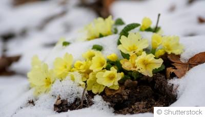 Les fleurs qui résistent au froid : idées pour un jardin éclatant en hiver