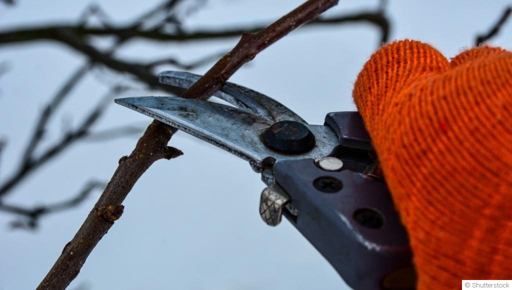 L’importance de l’élagage en hiver pour vos arbres et arbustes