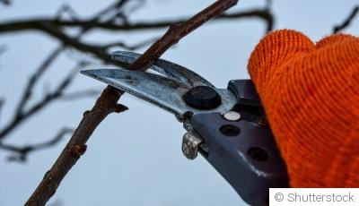 L’importance de l’élagage en hiver pour vos arbres et arbustes