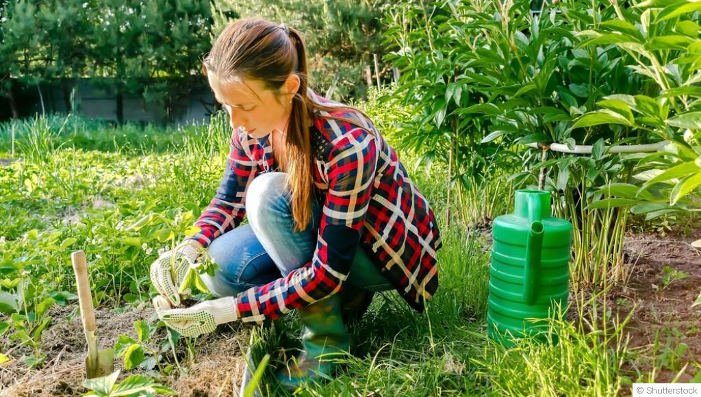 Que planter au mois de janvier dans votre jardin ?