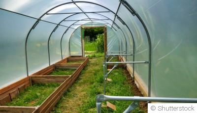 Quels légumes semer sous abri en janvier ?
