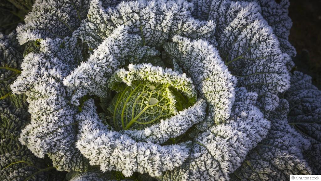 Les légumes à récolter en hiver dans un potager bien organisé
