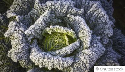 Les légumes à récolter en hiver dans un potager bien organisé