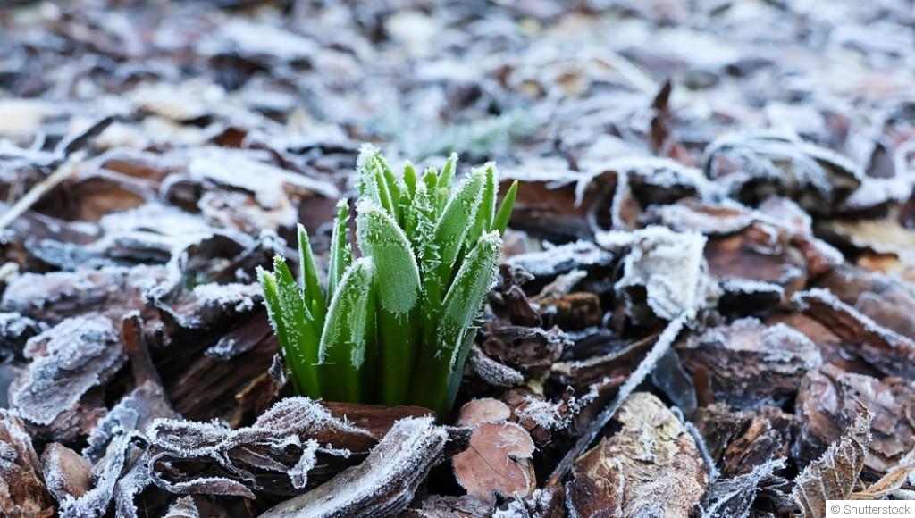 Protéger vos semis des dernières gelées de l’hiver : nos conseils