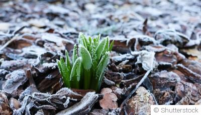 Protéger vos semis des dernières gelées de l’hiver : nos conseils
