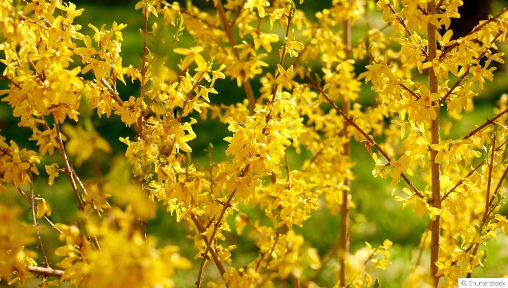 Planter des arbres et arbustes en février : les meilleures variétés