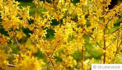 Planter des arbres et arbustes en février : les meilleures variétés