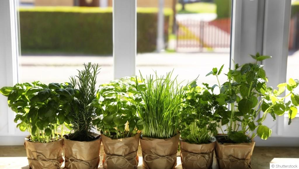 Cultiver des plantes aromatiques en intérieur pendant l’hiver