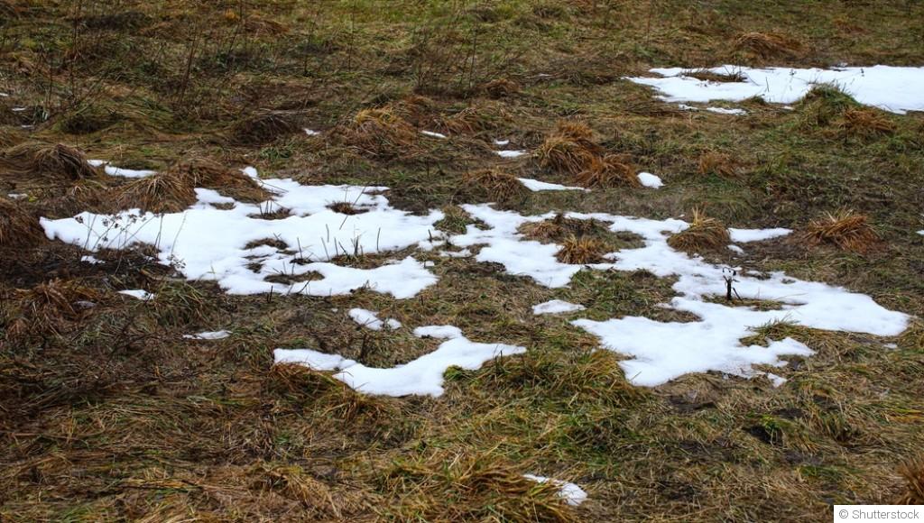 Février au jardin : astuces pour entretenir votre pelouse avant le redémarrage