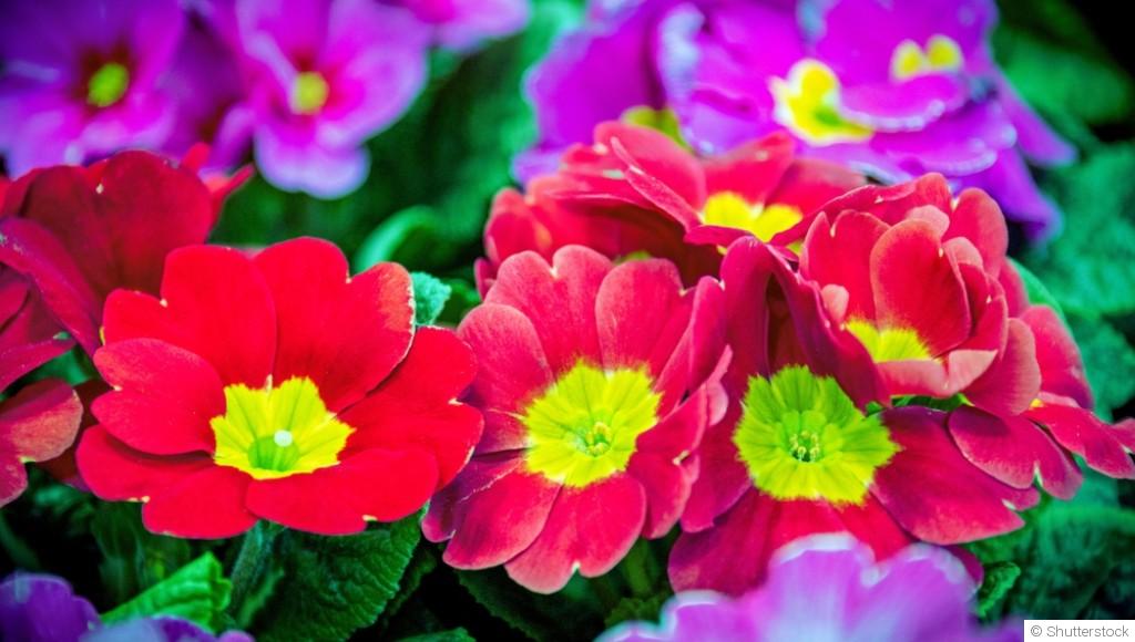 Que planter et semer en février pour préparer le printemps ?