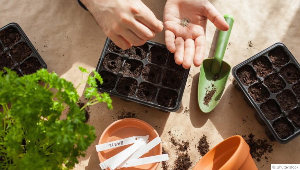 Les légumes à semer sous abri dès février pour un potager réussi