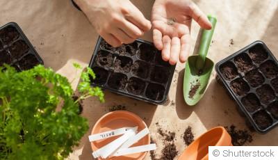 Les légumes à semer sous abri dès février pour un potager réussi