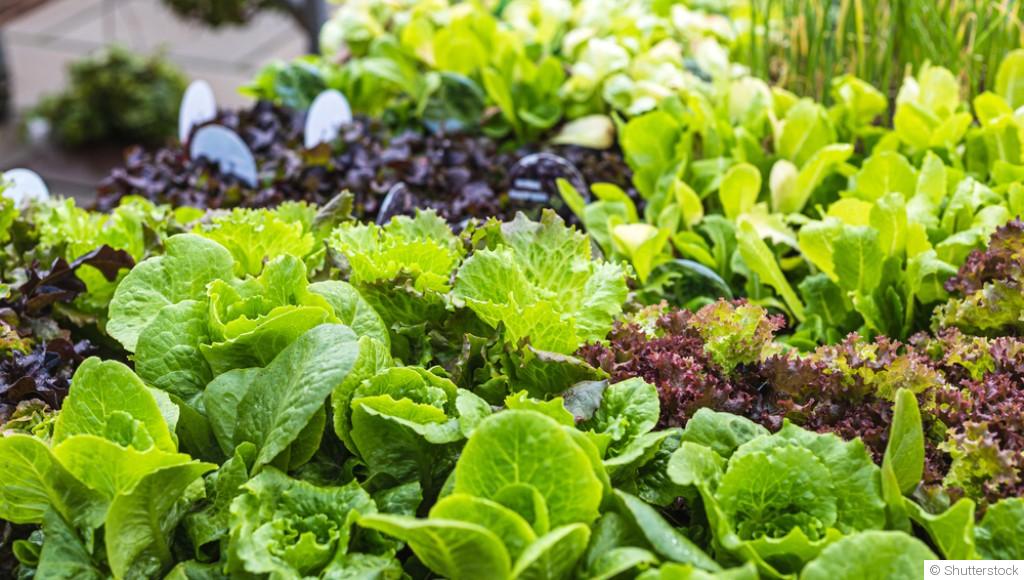 Que planter et semer en mars pour un jardin productif ?