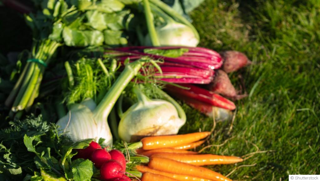 Top 5 des légumes racines à semer au début du printemps