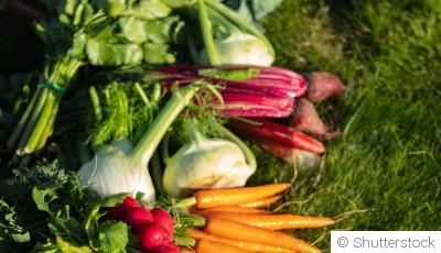 Top 5 des légumes racines à semer au début du printemps