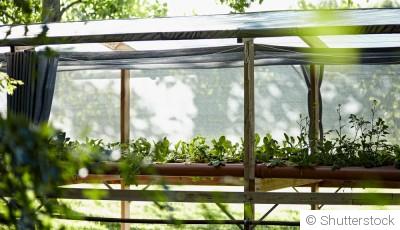 Astuces pour débuter avec l’hydroponie à la maison