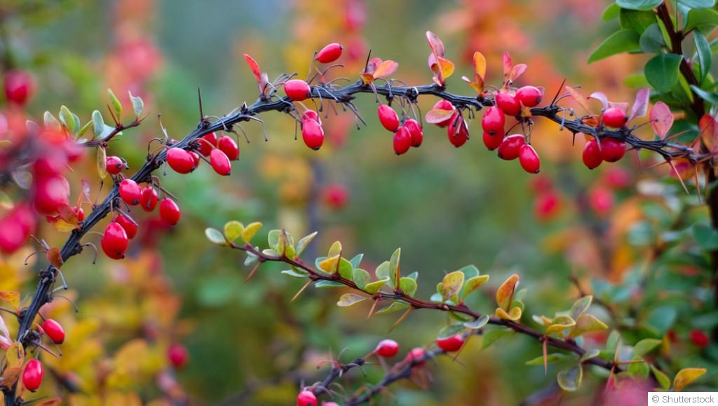 Les arbustes qui apportent une touche de couleur dès le début du printemps