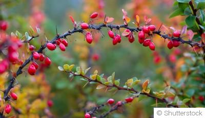 Les arbustes qui apportent une touche de couleur dès le début du printemps