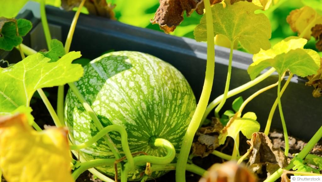 Les variétés de fruits à planter en mars pour des récoltes généreuses cet été