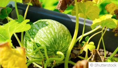 Les variétés de fruits à planter en mars pour des récoltes généreuses cet été