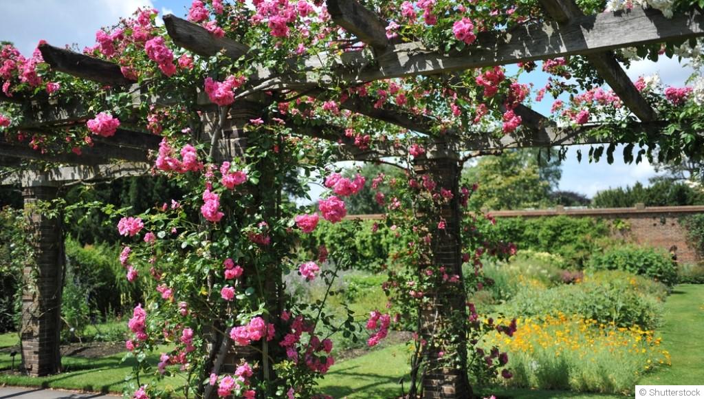 Créer un jardin de plantes grimpantes : conseils pour un espace vertical luxuriant