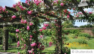 Créer un jardin de plantes grimpantes : conseils pour un espace vertical luxuriant