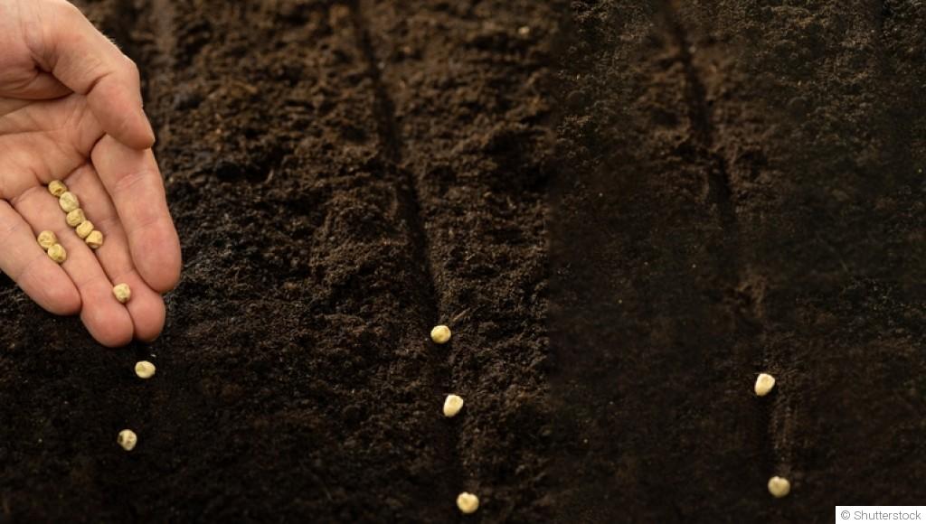 Mars : le mois idéal pour repiquer vos semis en pleine terre