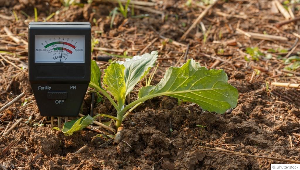 Astuces pour utiliser les feuilles mortes au jardin