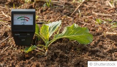 Astuces pour utiliser les feuilles mortes au jardin