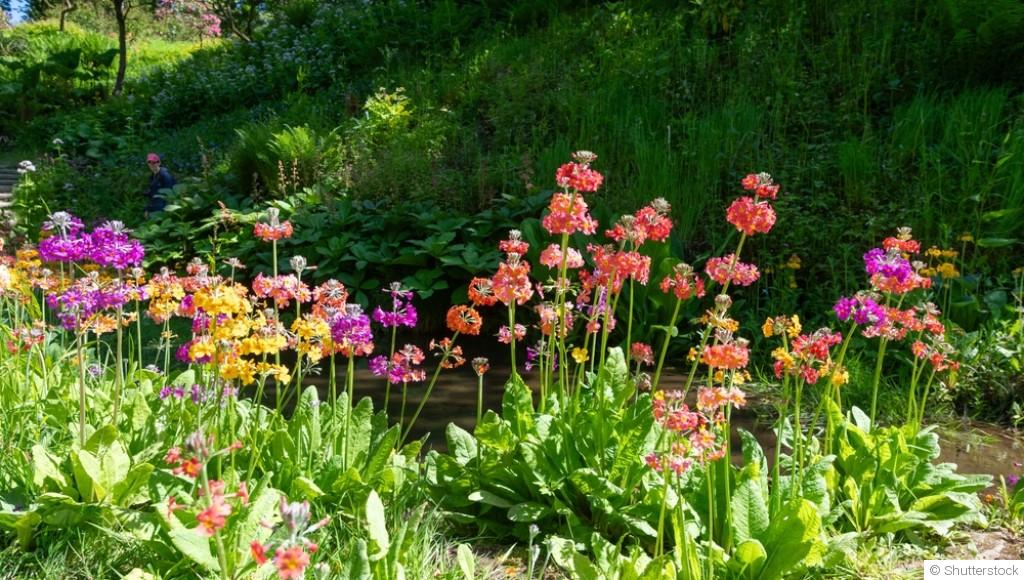 Les fleurs incontournables à planter en mars pour un printemps fleuri