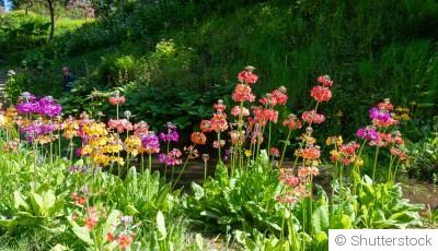 Les fleurs incontournables à planter en mars pour un printemps fleuri