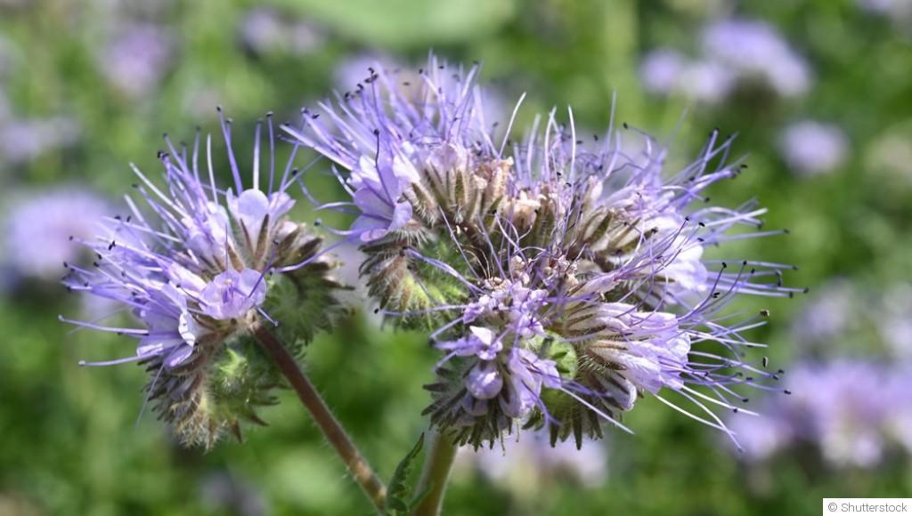 Les engrais naturels à privilégier en fin d’hiver pour revitaliser votre sol