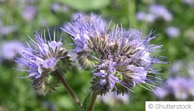 Les engrais naturels à privilégier en fin d’hiver pour revitaliser votre sol