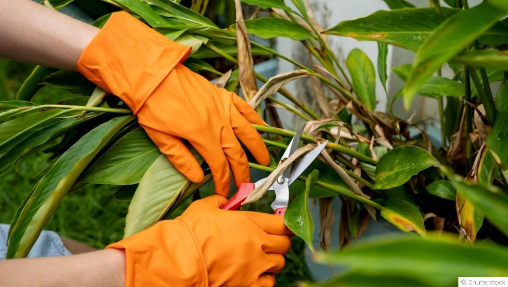 Les bons gestes pour réveiller vos plantes d’intérieur après l’hiver