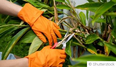 Les bons gestes pour réveiller vos plantes d’intérieur après l’hiver