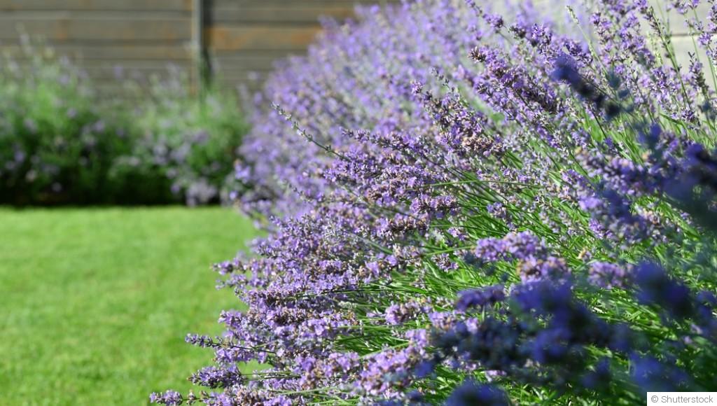 Les plantes vivaces faciles à cultiver pour débutants