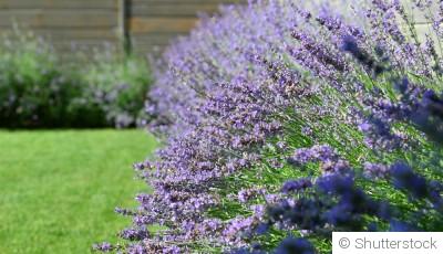 Les plantes vivaces faciles à cultiver pour débutants