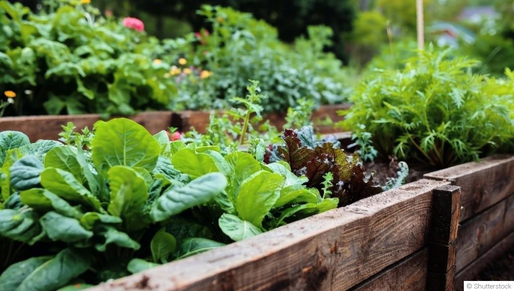 Jardinage pour les seniors : conseils ergonomiques et sécuritaires