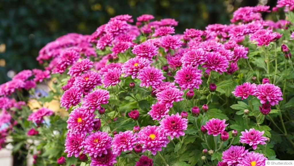 Guide pour la culture des chrysanthèmes