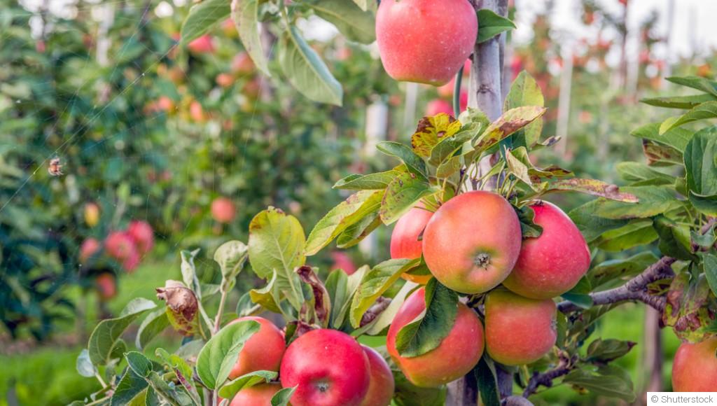 Conseils pour réussir la culture de votre premier arbre fruitier