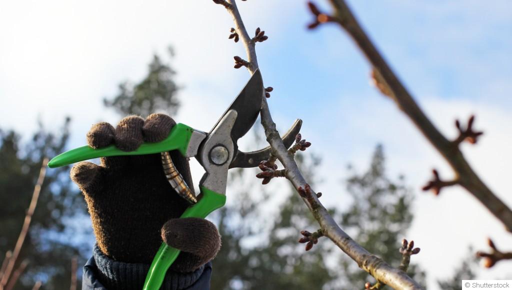 Tailler ses arbres fruitiers en février : les étapes à suivre